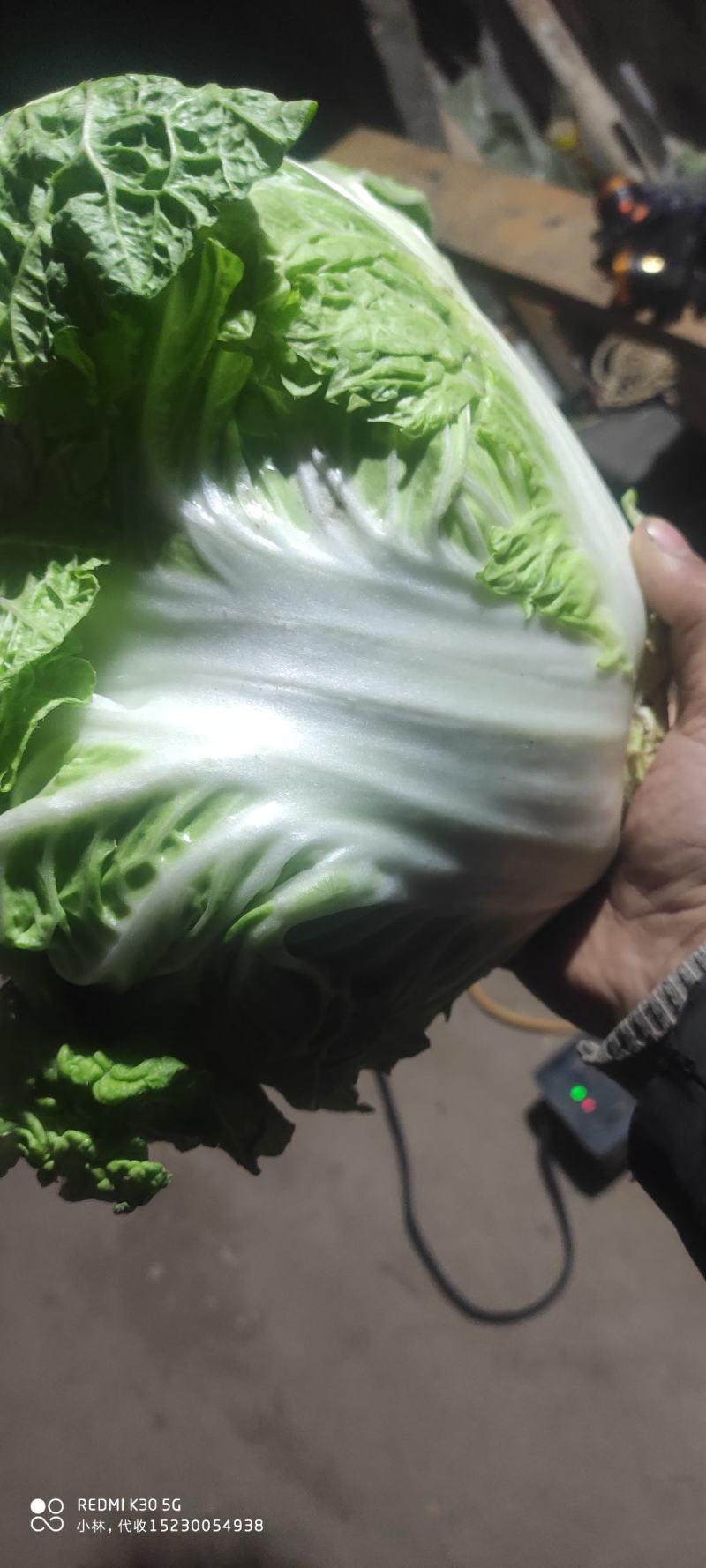精品，黄心，大白菜，可以视频看看，质量不错