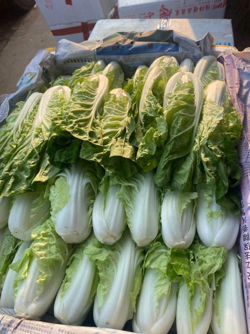 精品，黄心，大白菜，可以视频看看，质量不错