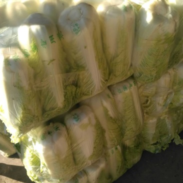 精品，黄心，大白菜，可以视频看看，质量不错