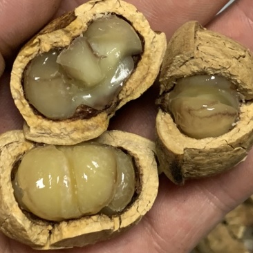 风流果、产于粤北山区韶关，果大皮薄，果肉饱满，油量高
