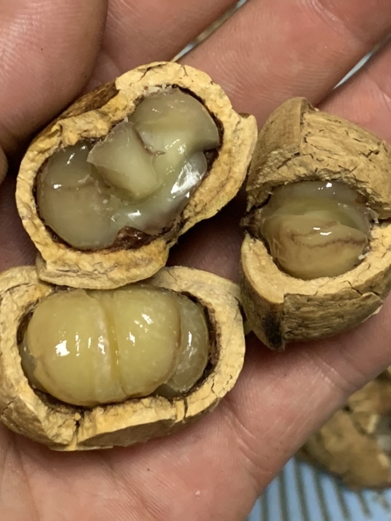 风流果、产于粤北山区韶关，果大皮薄，果肉饱满，油量高