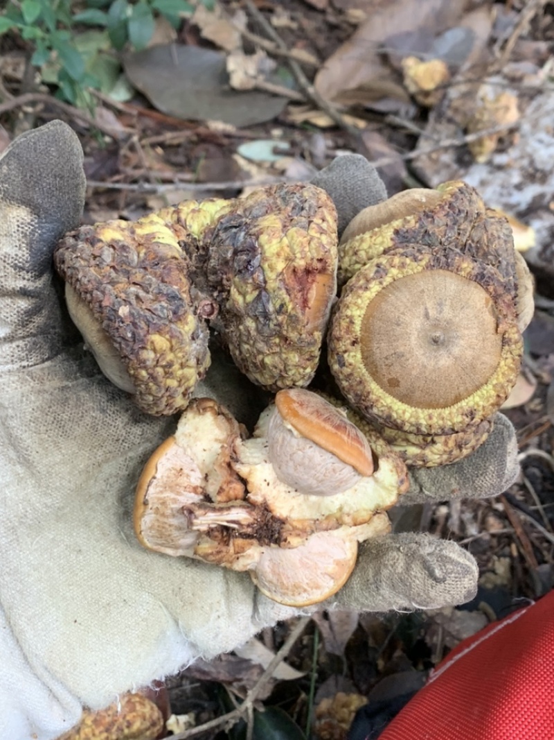 风流果、产于粤北山区韶关，果大皮薄，果肉饱满，油量高