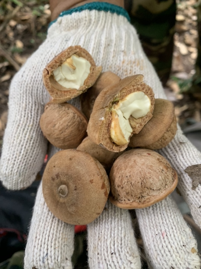 风流果、产于粤北山区韶关，果大皮薄，果肉饱满，油量高