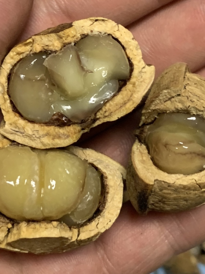 风流果、产于粤北山区韶关，果大皮薄，果肉饱满，油量高