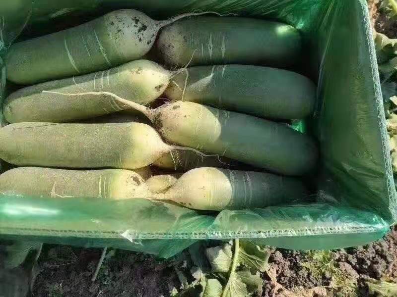 潍坊水果萝卜，七星萝卜大量供应量大质优