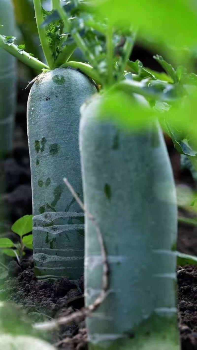 潍坊水果萝卜，七星萝卜大量供应量大质优