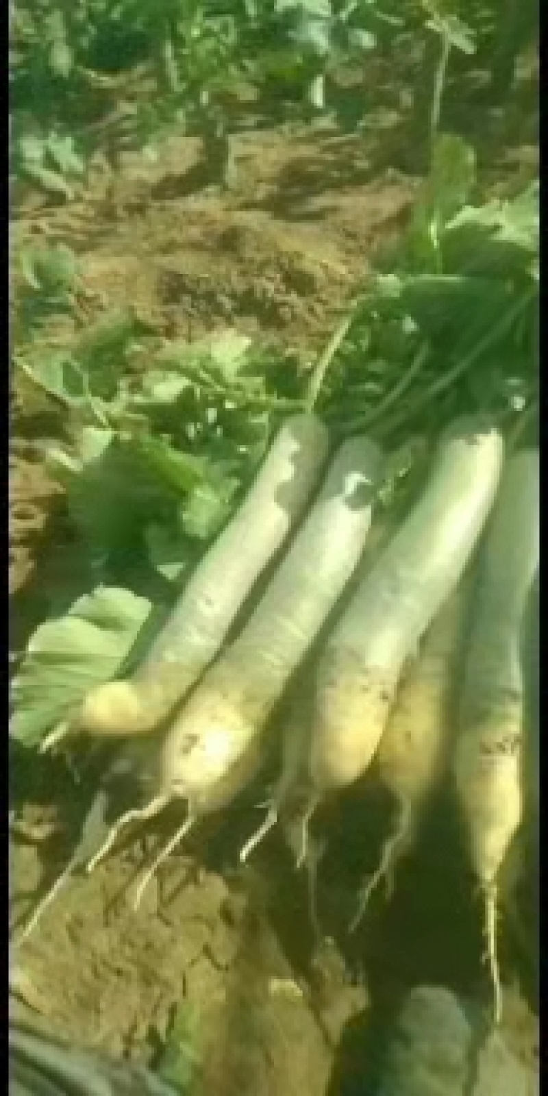 潍坊水果萝卜，七星萝卜大量供应量大质优