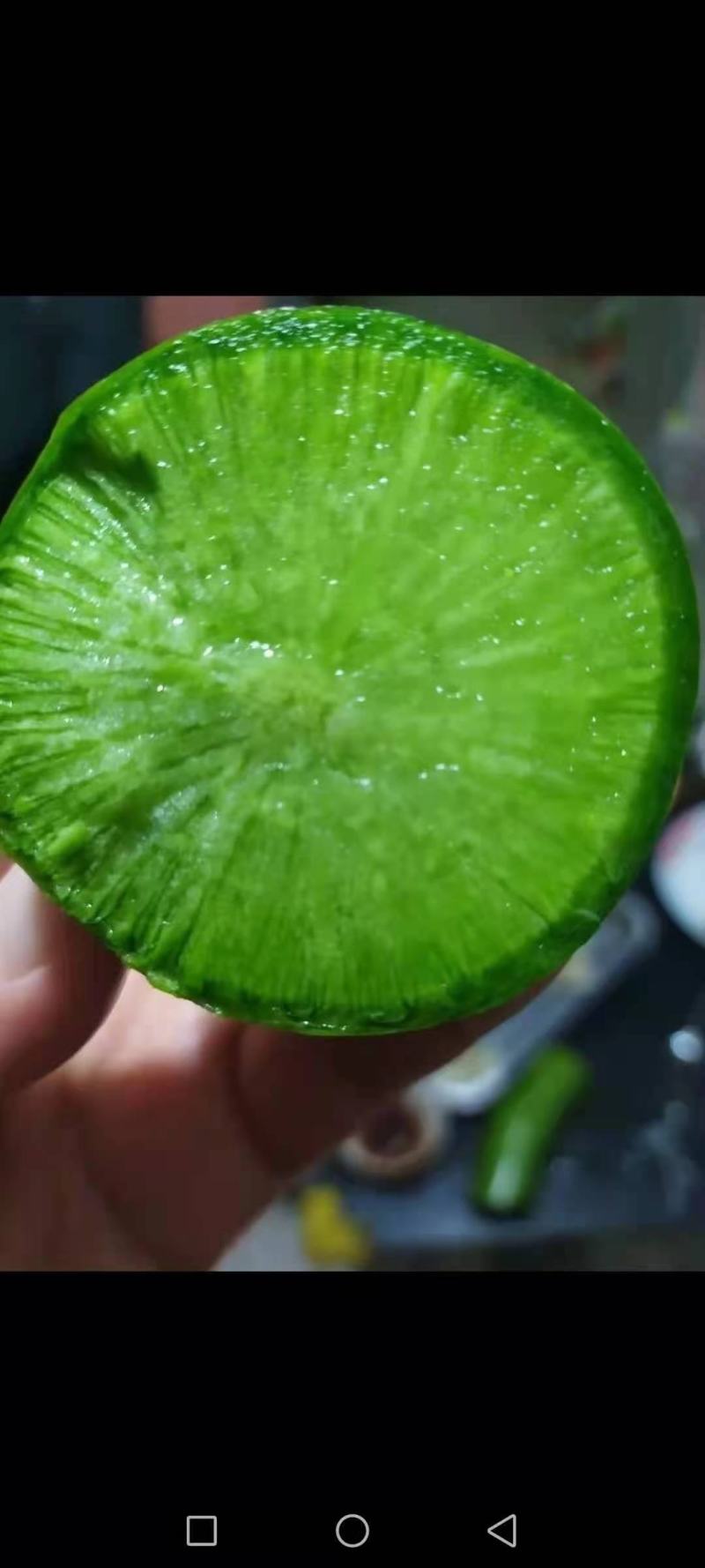 潍坊水果萝卜，七星萝卜大量供应量大质优