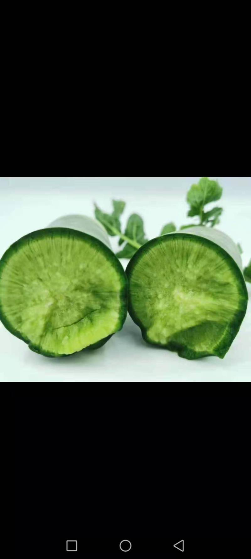 潍坊水果萝卜，七星萝卜大量供应量大质优