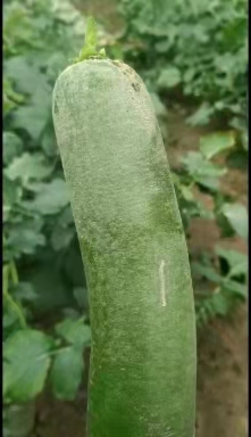 潍坊水果萝卜，七星萝卜大量供应量大质优