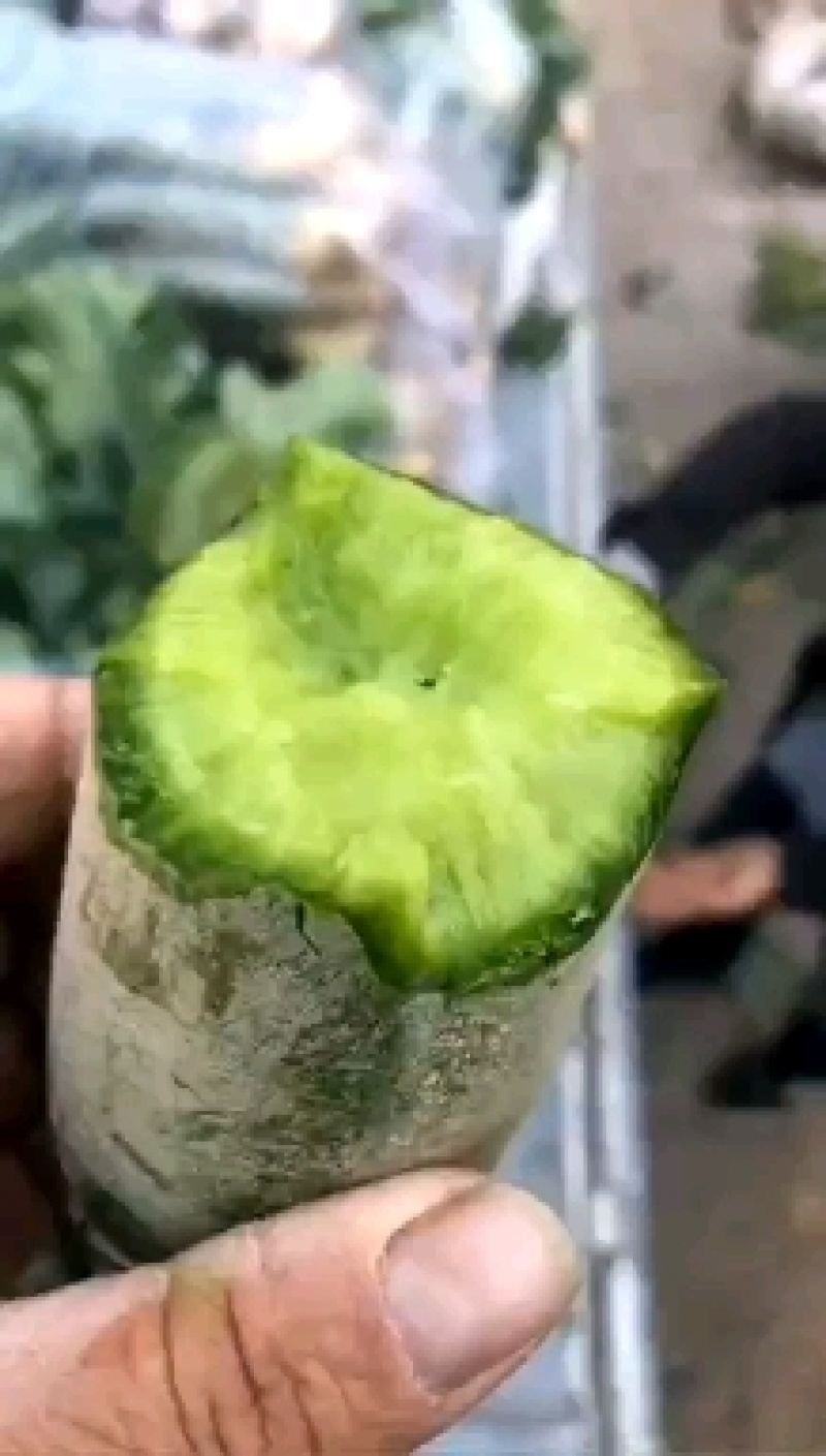 潍坊水果萝卜，七星萝卜大量供应量大质优