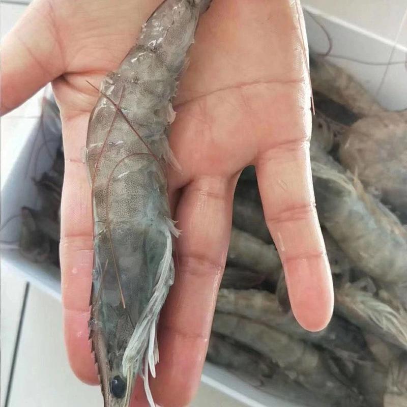 盐冻大虾鲜活对虾新鲜海虾海捕大虾只只分离无冰坨基围虾。