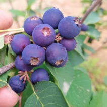 红豆莓俗称，学名杞叶唐棣原产北美洲开花是白色结果产量高等