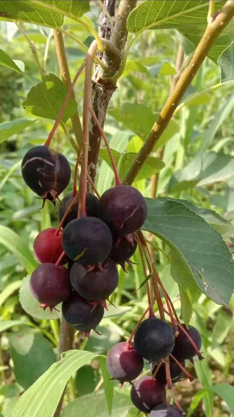 红豆莓俗称，学名杞叶唐棣原产北美洲开花是白色结果产量高等