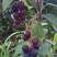 红豆莓俗称，学名杞叶唐棣原产北美洲开花是白色结果产量高等