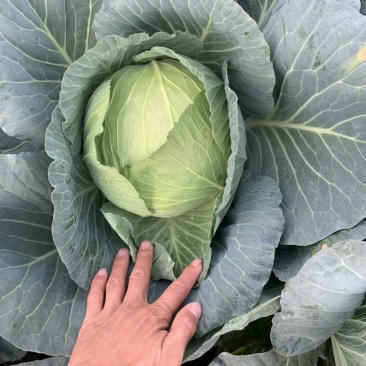 扁包菜.大量上市欢迎新老客户致电订购保质保量