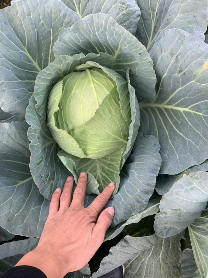 扁包菜.大量上市欢迎新老客户致电订购保质保量