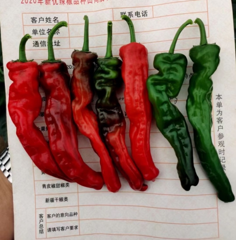 萧新皱皱椒种子皮薄质脆辣味浓，小皱皮辣椒种子果色亮绿