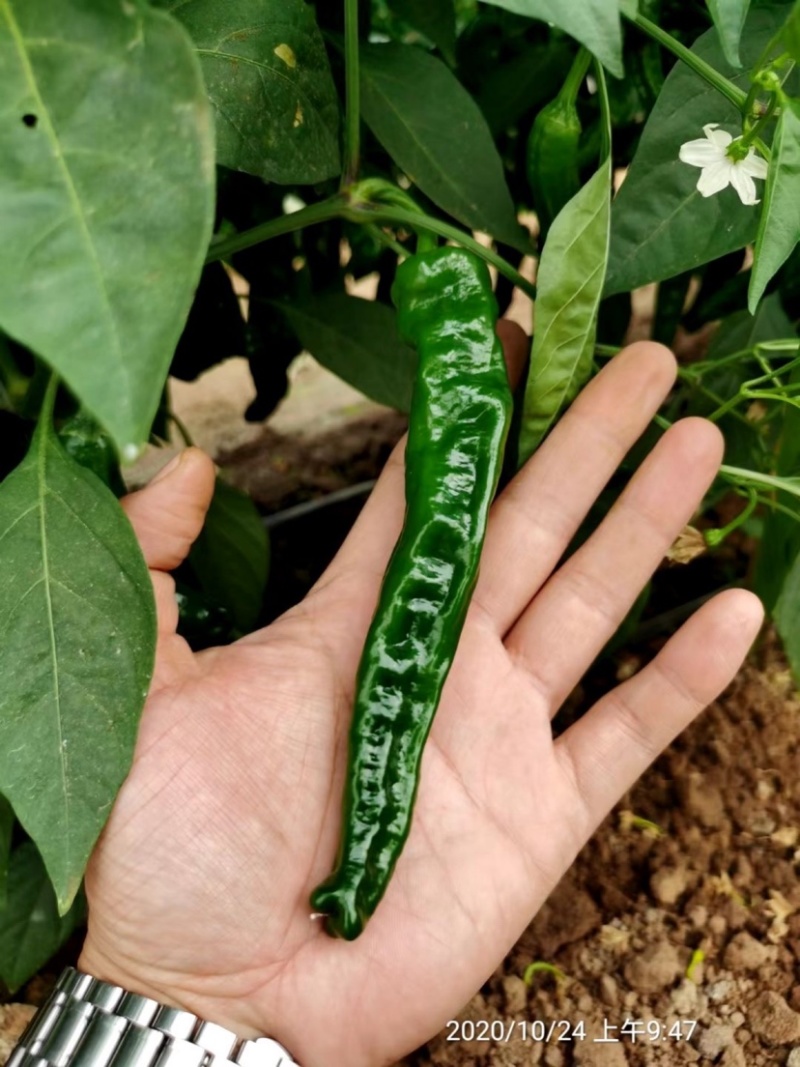 萧新皱皱椒种子皮薄质脆辣味浓，小皱皮辣椒种子果色亮绿
