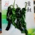 萧新皱皱椒种子皮薄质脆辣味浓，小皱皮辣椒种子果色亮绿