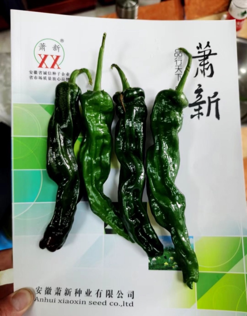 萧新皱皱椒种子皮薄质脆辣味浓，小皱皮辣椒种子果色亮绿