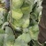 新野县奥奇娜包菜种植基地，色好，无虫，无病，o有货量大