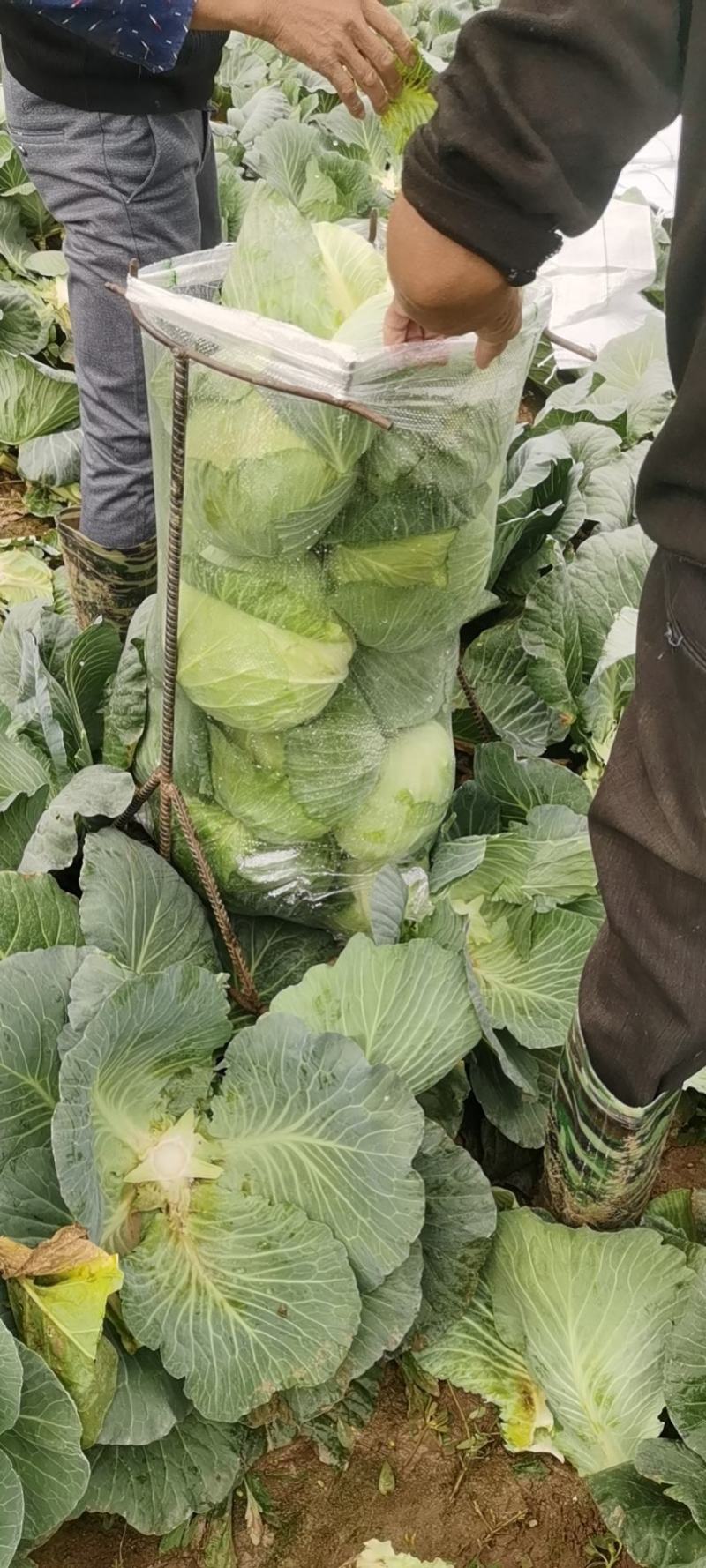 新野县奥奇娜包菜种植基地，色好，无虫，无病，o有货量大