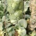 新野县奥奇娜包菜种植基地，色好，无虫，无病，o有货量大