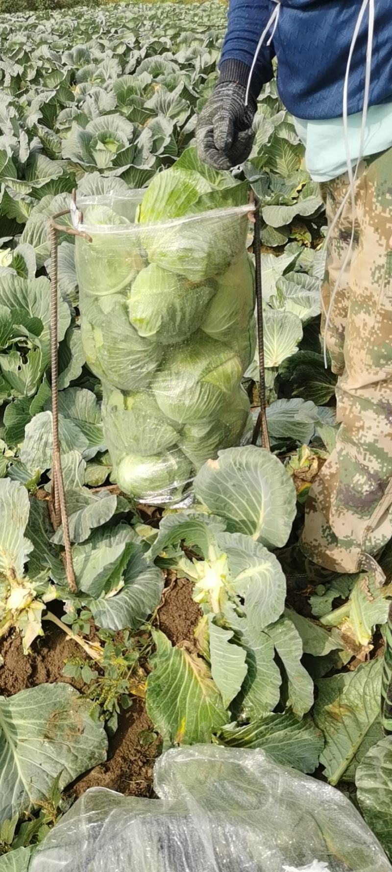 新野县奥奇娜包菜种植基地，色好，无虫，无病，o有货量大