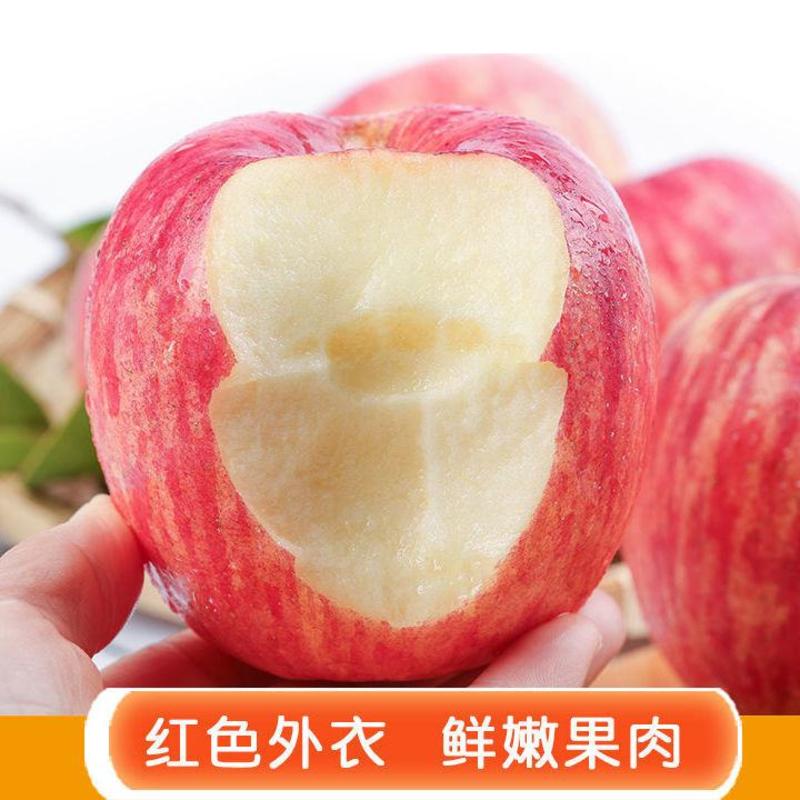 正宗【红富士苹果】水晶红富士苹果。山东苹果货源充足