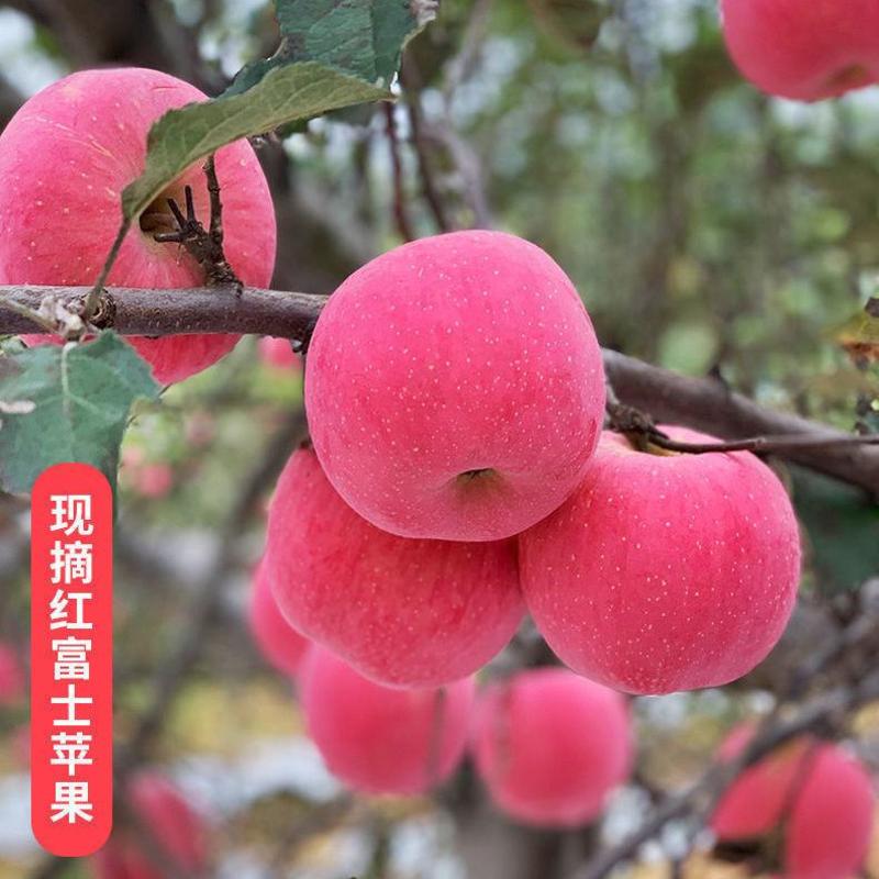 正宗【红富士苹果】水晶红富士苹果。山东苹果货源充足