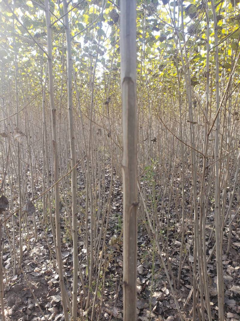 胸径1公分小城黑杨树苗，2根2杆，自家种植，大量现货