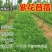 紫花苜蓿草种子多年生苜蓿种子四季高产苜蓿菜猪牛羊鸡鱼牧草