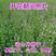紫花苜蓿草种子多年生苜蓿种子四季高产苜蓿菜猪牛羊鸡鱼牧草