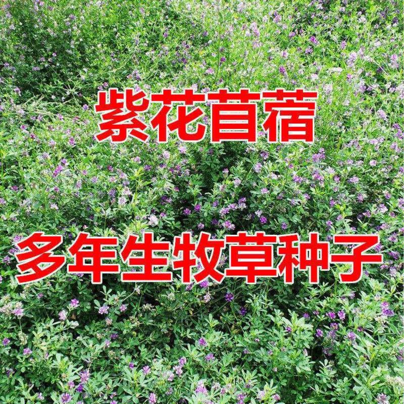 紫花苜蓿草种子多年生苜蓿种子四季高产苜蓿菜猪牛羊鸡鱼牧草