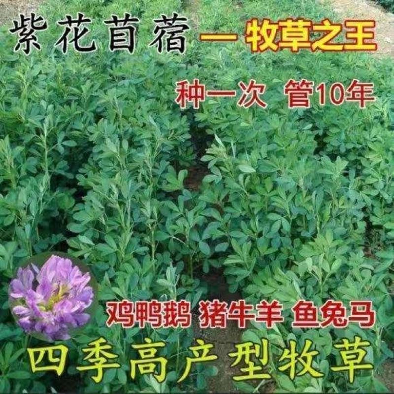 紫花苜蓿草种子多年生苜蓿种子四季高产苜蓿菜猪牛羊鸡鱼牧草