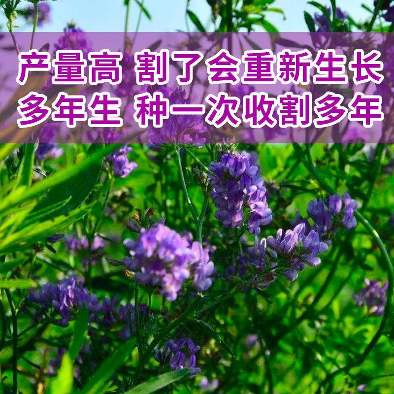 紫花苜蓿草种子多年生苜蓿种子四季高产苜蓿菜猪牛羊鸡鱼牧草
