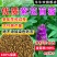 紫花苜蓿草种子多年生苜蓿种子四季高产苜蓿菜猪牛羊鸡鱼牧草