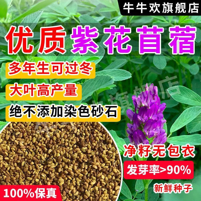 紫花苜蓿草种子多年生苜蓿种子四季高产苜蓿菜猪牛羊鸡鱼牧草