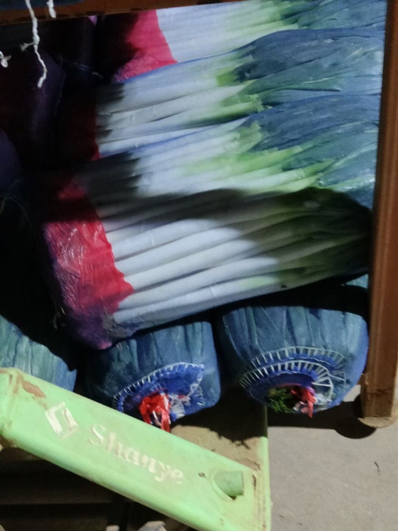 【热】精品网袋净葱，大量上市，一手货源，代发全国