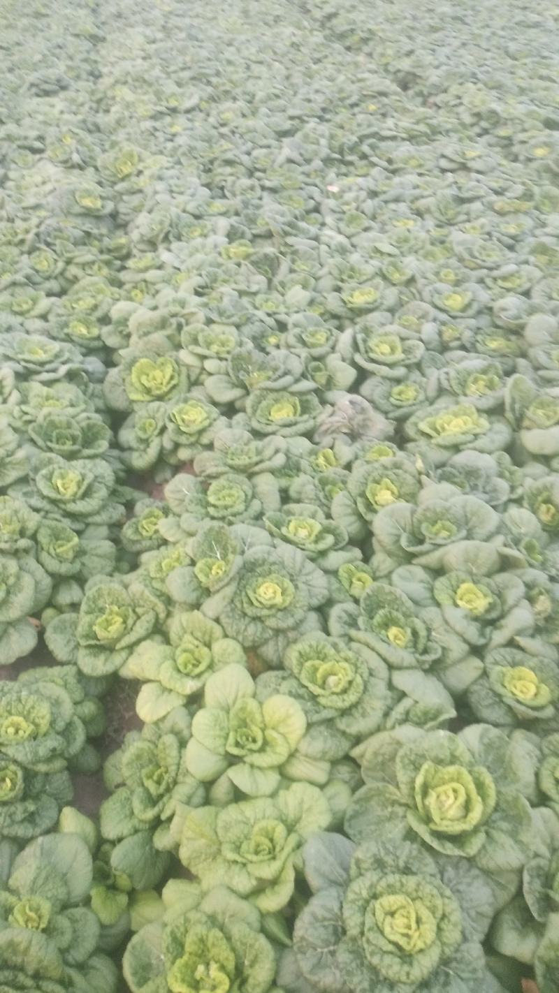 黄心菜