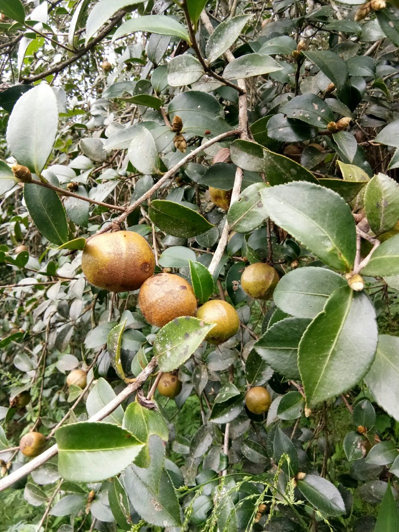 油果大量上市产地直供货源充足欢迎咨询