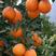 【精选】秭归脐橙自产自销，品质好、量上从优，全国代发