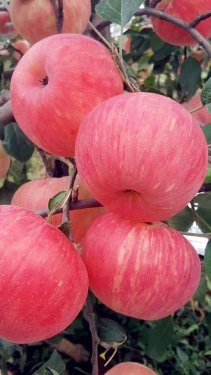正宗基地直销烟台红富士苹果苗烟台富士苹果树苗系列品种