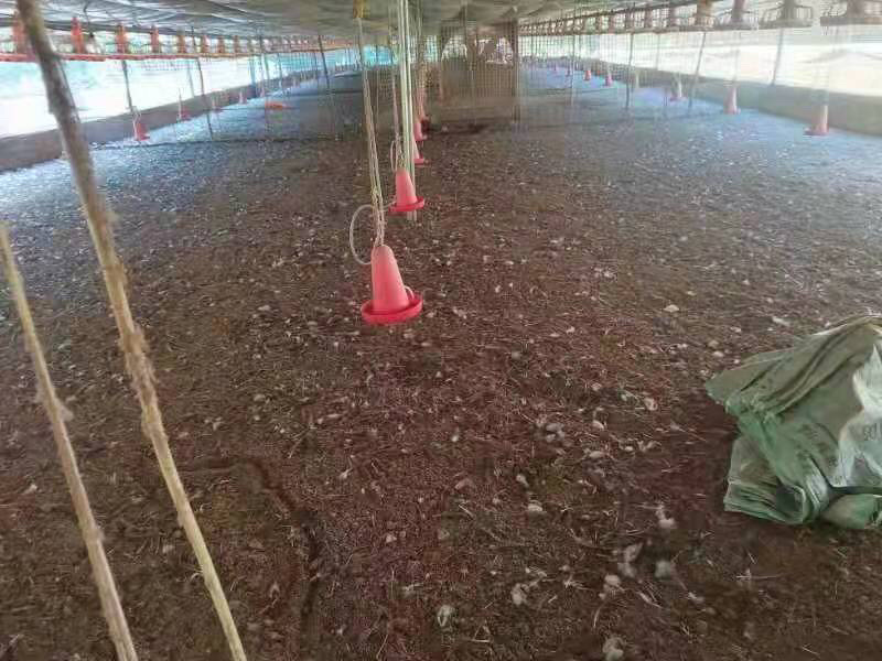 【优质养殖户】120天麻鸡粪，基地直发，提供各种包装。