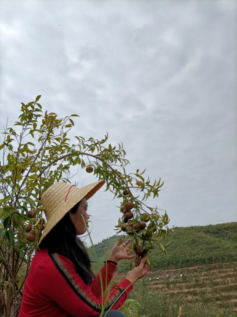 茶麸饼