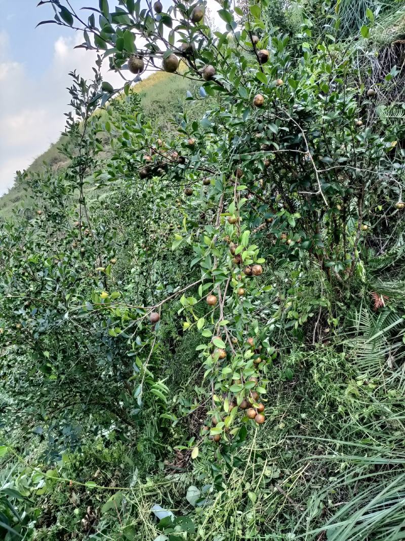 茶麸饼