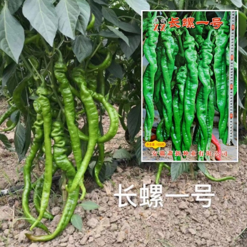 萧新长螺一号螺丝椒种子特辣香味浓果长皮薄螺丝线椒种子