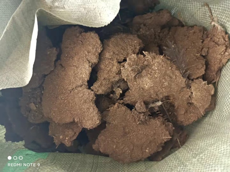 【大量】广东鸡粪禽畜粪便无杂质高效有机肥供货稳定欢迎看货