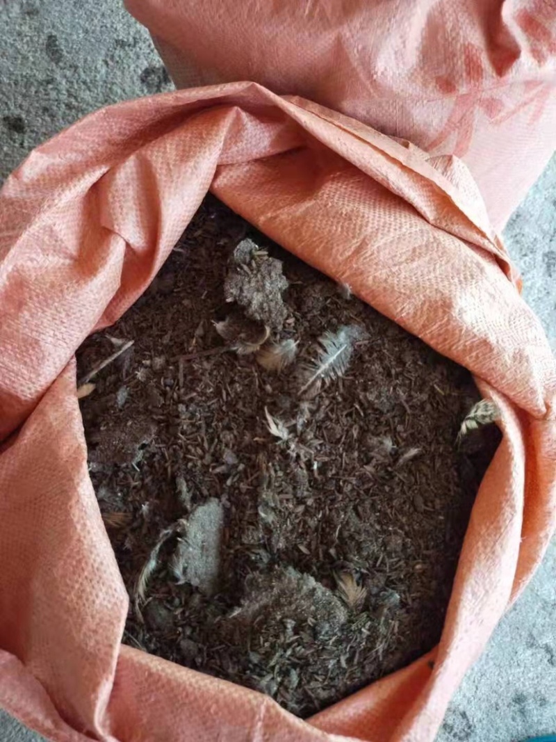 【大量】广东鸡粪禽畜粪便无杂质高效有机肥供货稳定欢迎看货